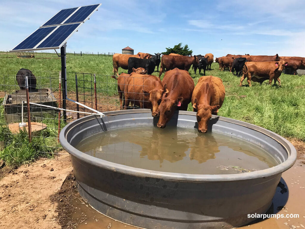 Check watering system before turning out cattle