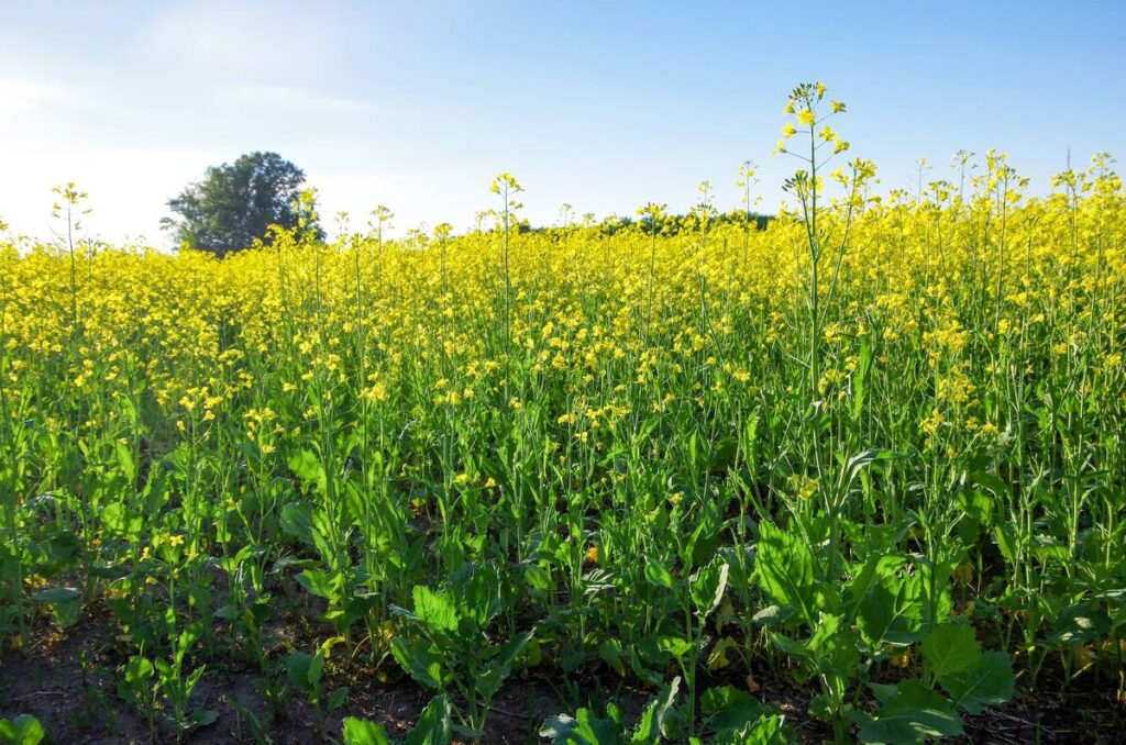 China cracks down on Black Sea canola oil