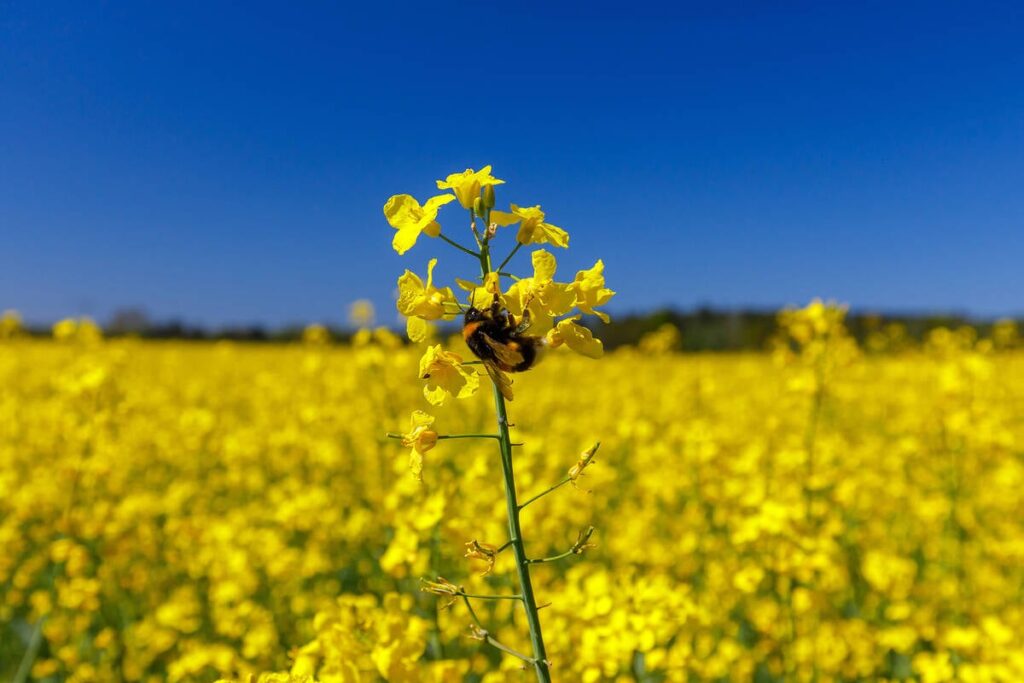 Climate change could hamper bees' ability to pollinate plants