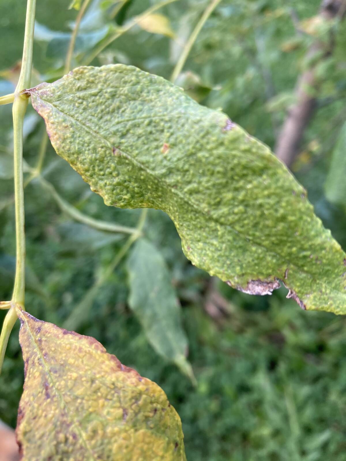 Damage to leaves in Aidan Fremont's yard after he says a Sky Ag plane went over with its booms open. Photo: Aidan Fremont