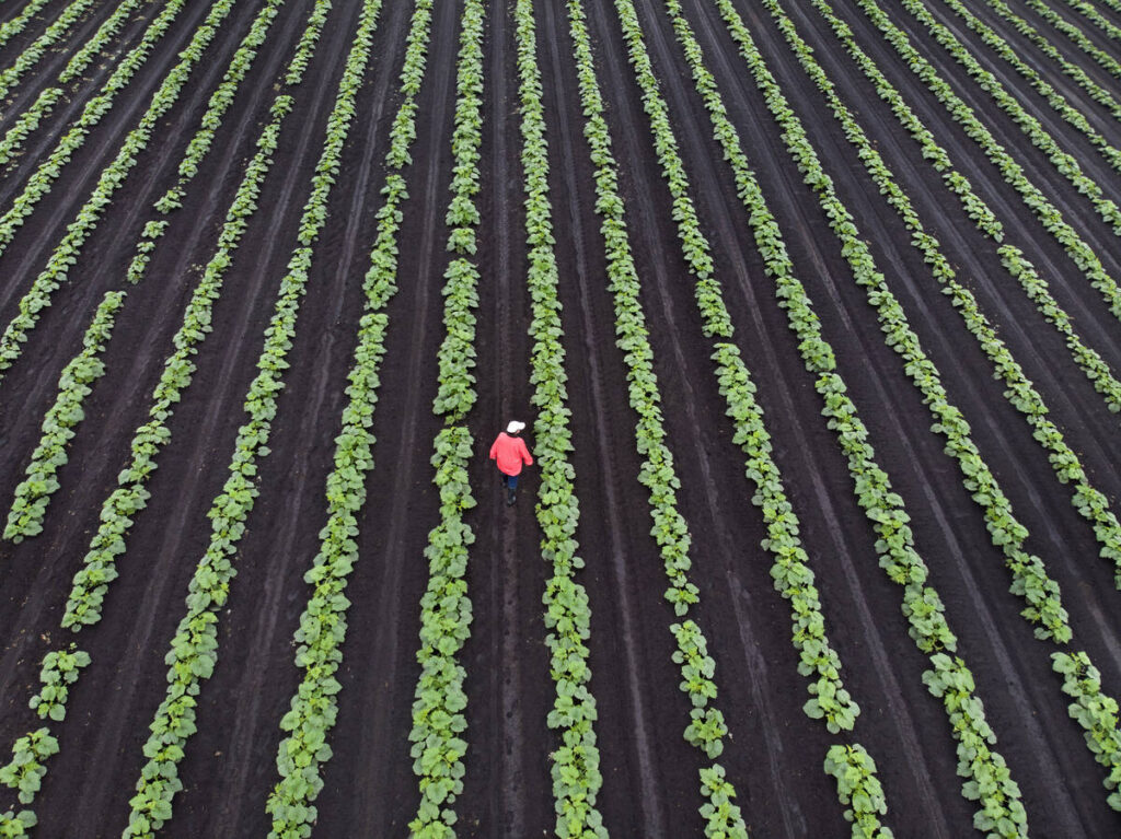 An overhead drone shot of a farmer walking between the rows of a crop.