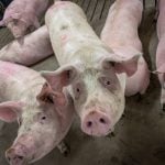 Pigs in an indoor pen look up at the camera.