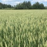 A lush green crop of midge-tolerant wheat with some trees in the background.