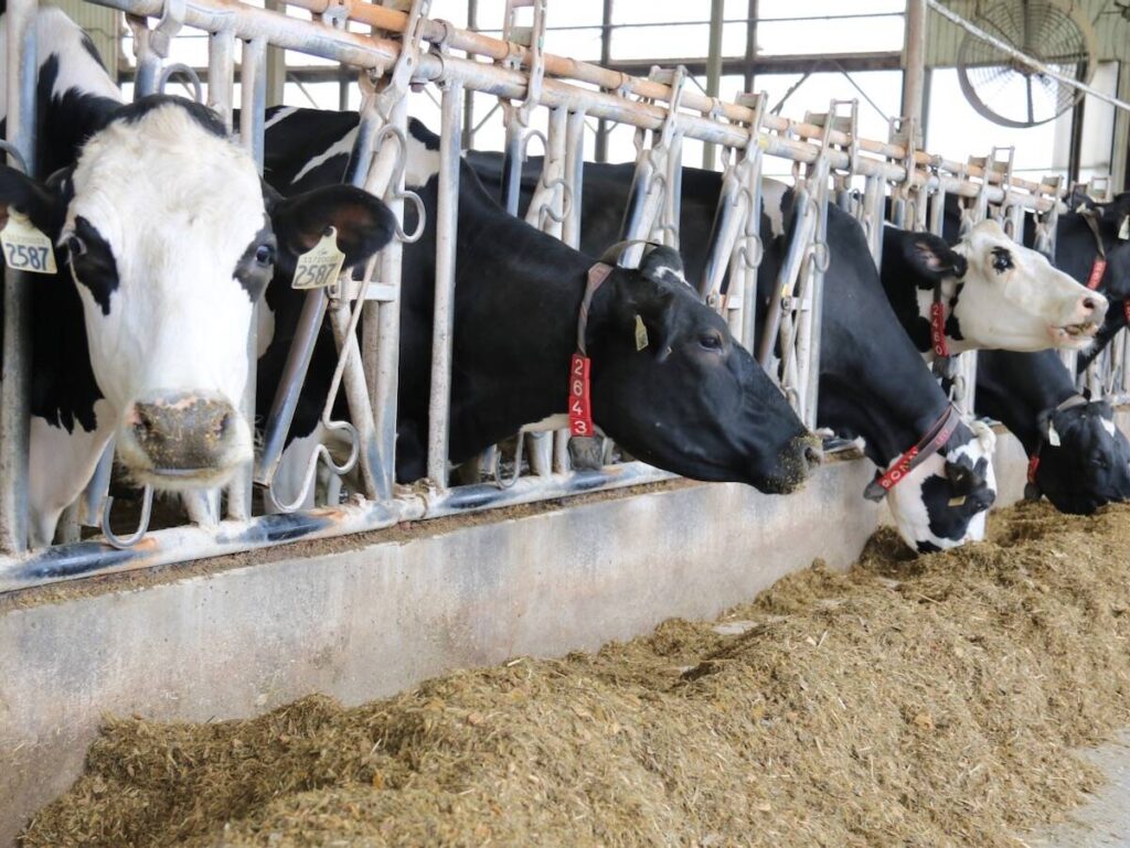 Epigenetics startup brings new insights to dairy herd performance