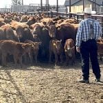 A man wearing black pants, a checkered shirt, suspenders and a white cowboy hat stands in front of a large group of cows and calves in an alleyway at a large cattle operation.