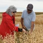 A man and a woman stand in a crop plot looking at the crop just before harvest.