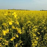 A canola field in full bloom.