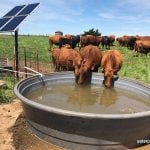 Two brown cows drink out of a 300-gallon, round, water tub next to a couple solar panels mounted on a post with more cattle visible in the pasture behind waiting for their turn.