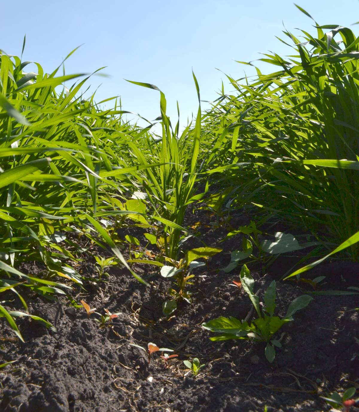 A ground level photo of a research plot at Olds College Smart Farm during AgSmart in July 2025. Photo: Zak McLachlan