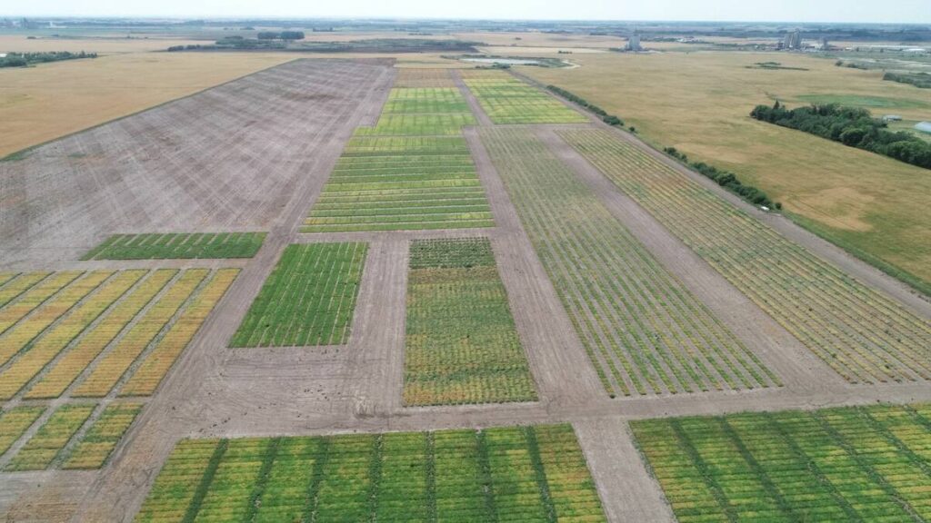 Limagrain prepares for second year of private pulse seed trials