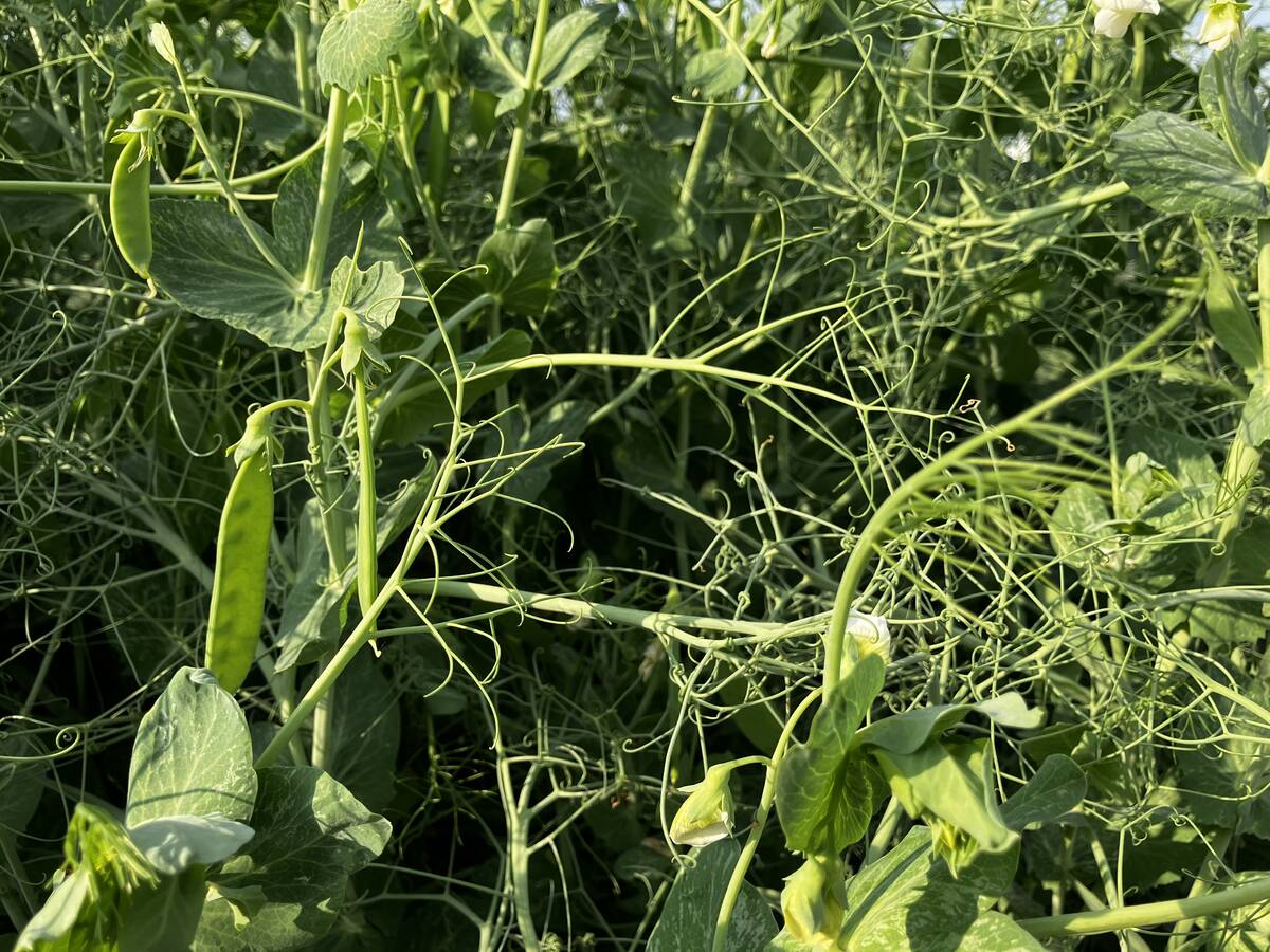 Peas at the Alliance Seed crop plot at Ag in Motion 2025.