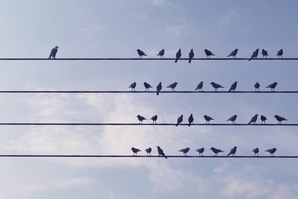 Birds perch, almost perfectly aligned, on four power lines silhouetted against the sky, while one bird on one line sits off to the side.