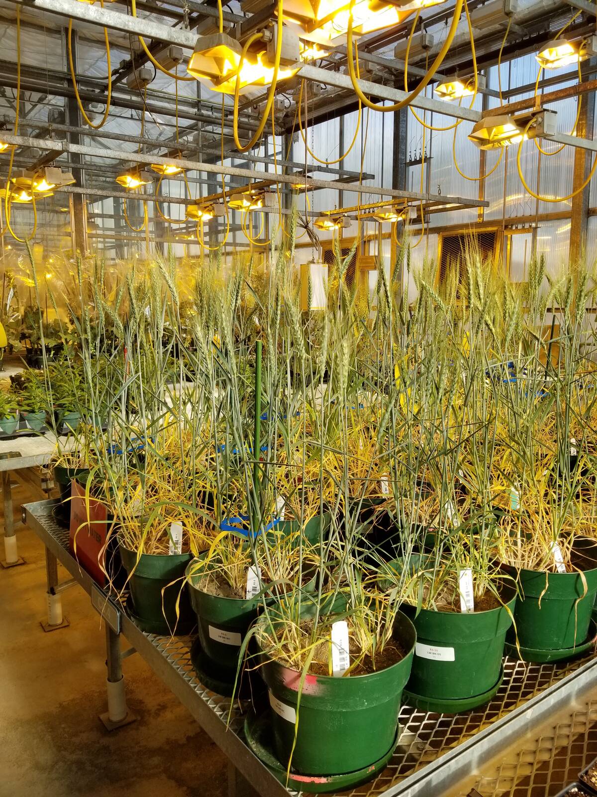 Wheat plants in greenhouse. Photo courtesy of Haben Asgedom Tedla.