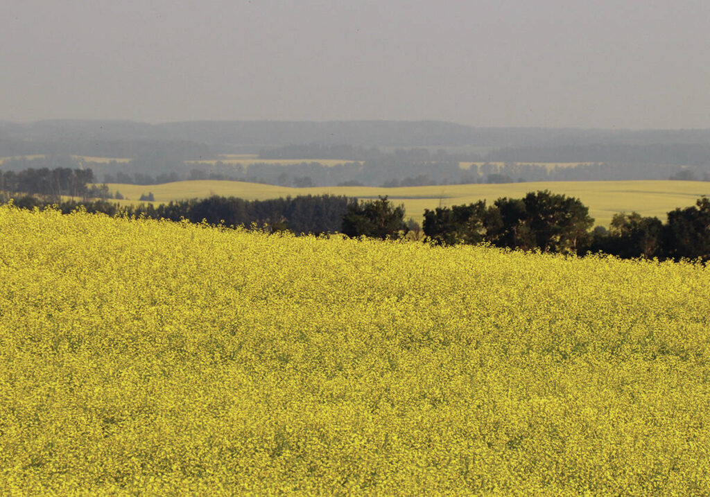 canola