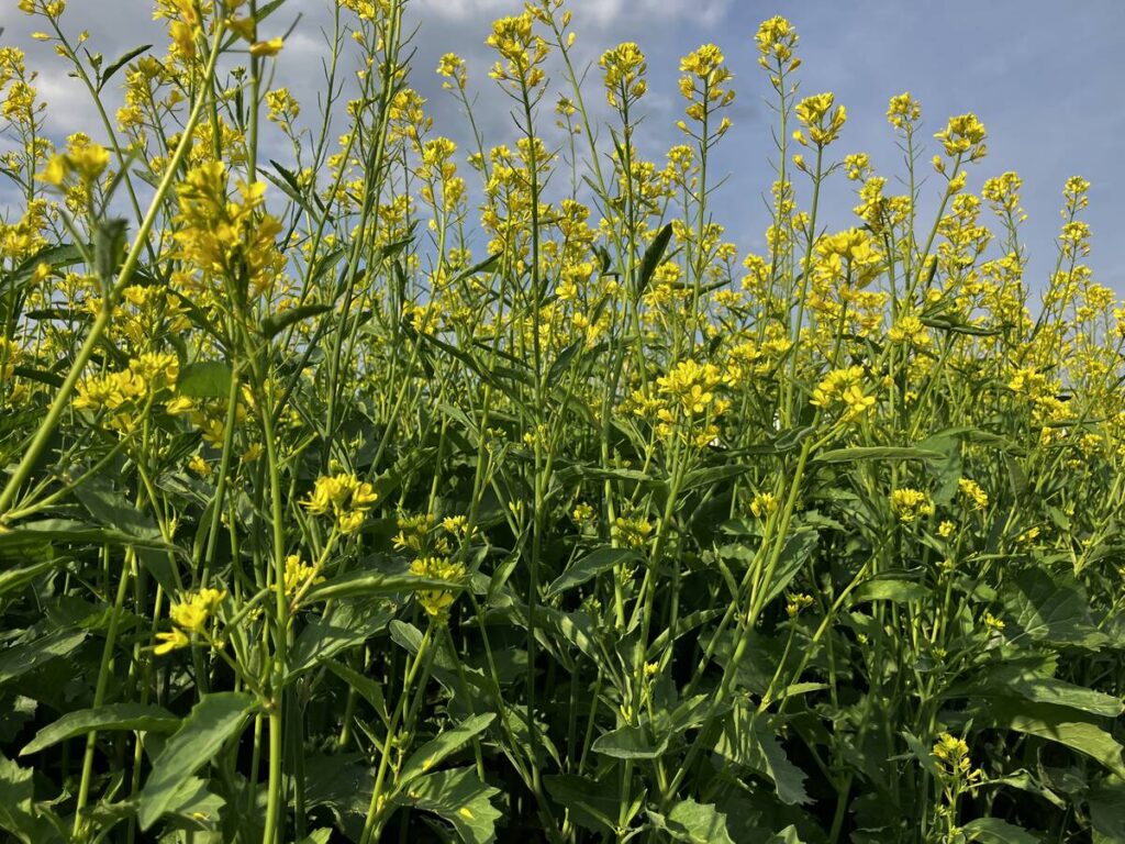 Mustard holds its own in diversified rotations: Prairie research