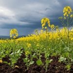 A low angle photo of a canola crop in full bloom against an overcast sky in the background. Photo: Screencap via ldc.com