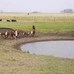 A few cattle stand on the dirt "shore" of a dugout in a pasture while a few more lounge on the grass in the background on an overcast day.