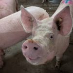 Pigs looking up at the camera in a Manitoba pig barn.