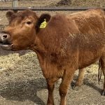 A brown cow with a yellow tag in its left ear in a feedlot in Alberta.