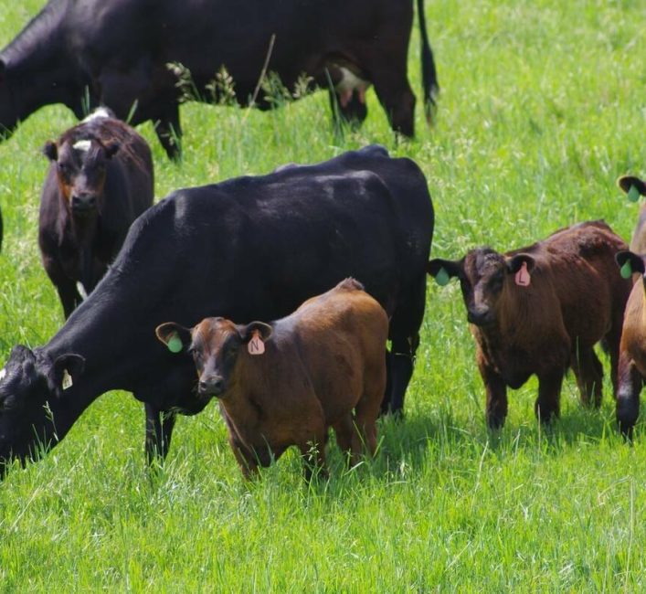 While conditions vary across the Prairies, most pastures were slow to start due to cool, dry weather this spring. Photo: File
