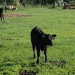 A creep-fed calf in a lush green pen with a few other cows in the background.