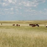 Cattle graze on a pasture on a summer day.