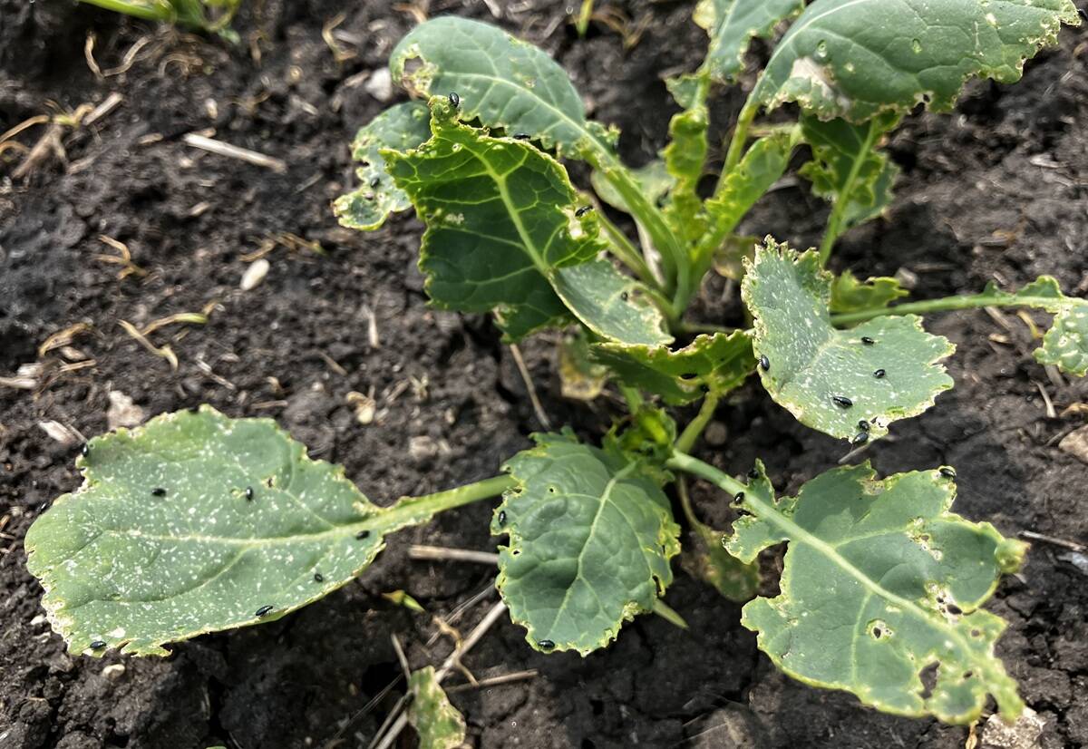 Flea beetles crawling over a canola plant, damage to the plant's leaves is widespread.