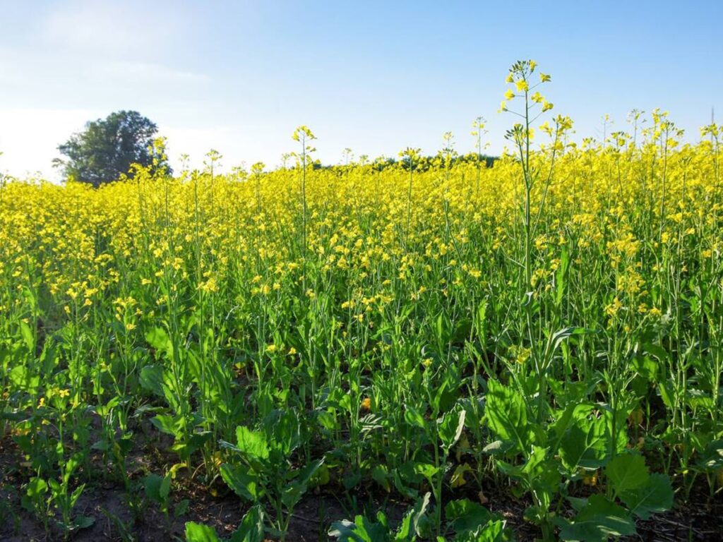 Spring global crop outlook a mix of good, bad and normal
