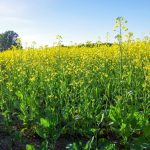A low level shot of a canola crop in full bloom with a tree visible on the left in the background, and a lone canola plant rising above the others in the foreground on the right.