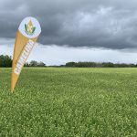 A "Smart Earth Camelina" flag stands above the crop near Langham, Saskatchewan, in June 2024.