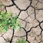 Looking down from above on a green plant growing out from within a crack in the dry, cracked soil. 