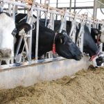 Black and white cows feed on their rations inside a dairy barn.