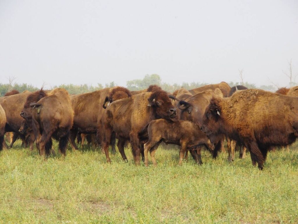 Bison graze pasture paddocks in a rotational grazing system at Borderland Agriculture near Pierson in far southwestern Manitoba during a 2017 field tour.