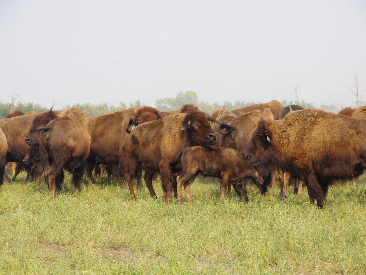 Bison graze pasture paddocks in a rotational grazing system at Borderland Agriculture near Pierson in far southwestern Manitoba during a 2017 field tour.