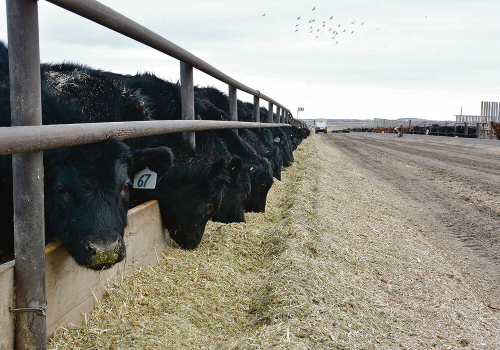 Some of the new feed regulations released by the Canadian Food Inspection Agency are in effect now, but others will have a staggered rollout over the next 18 months.  |  File photo