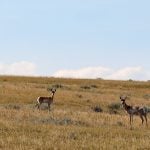 Four pronghorn antelope are standing on a slight incline on a sunny day on the Prairie.