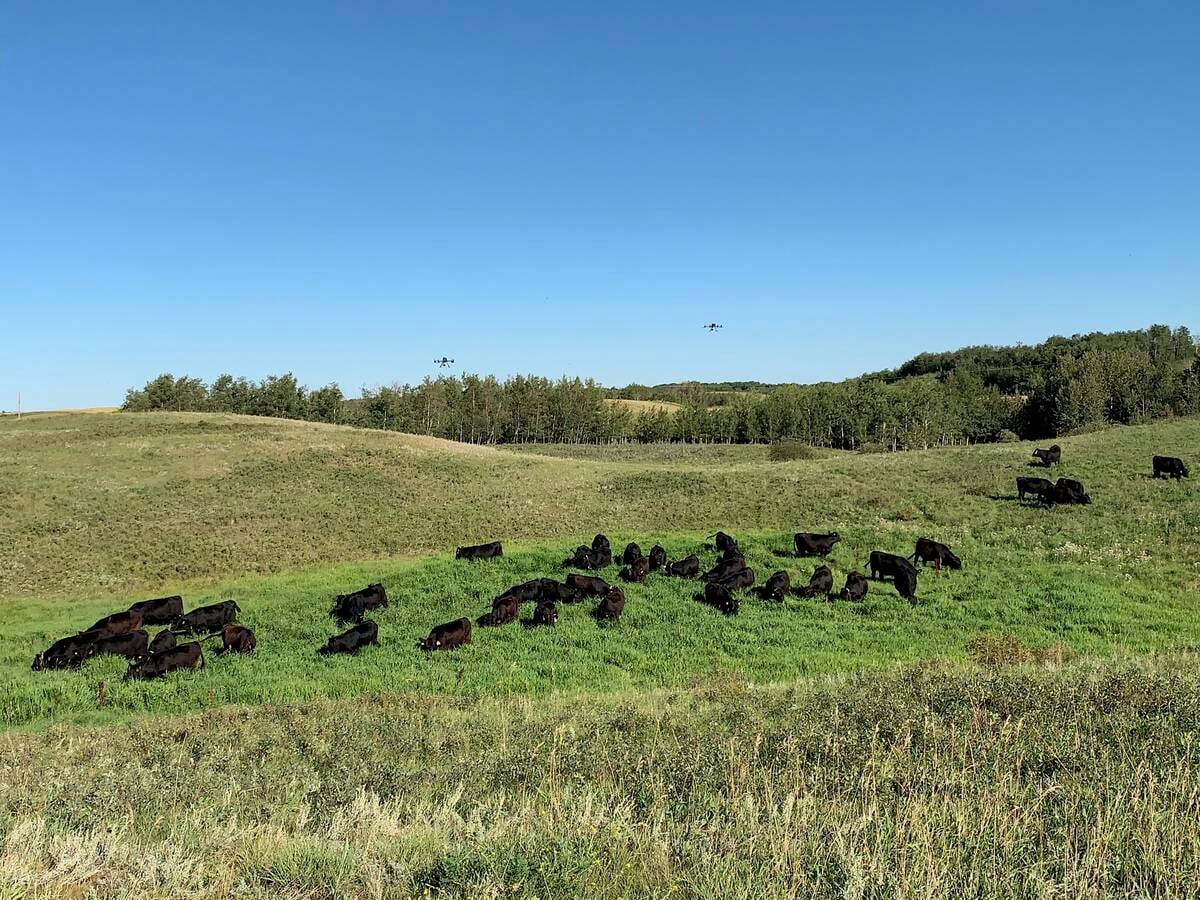 Cows in a wetland with drones overhead, at the Kinsella Ranch. 

Photo Credit: Supplied