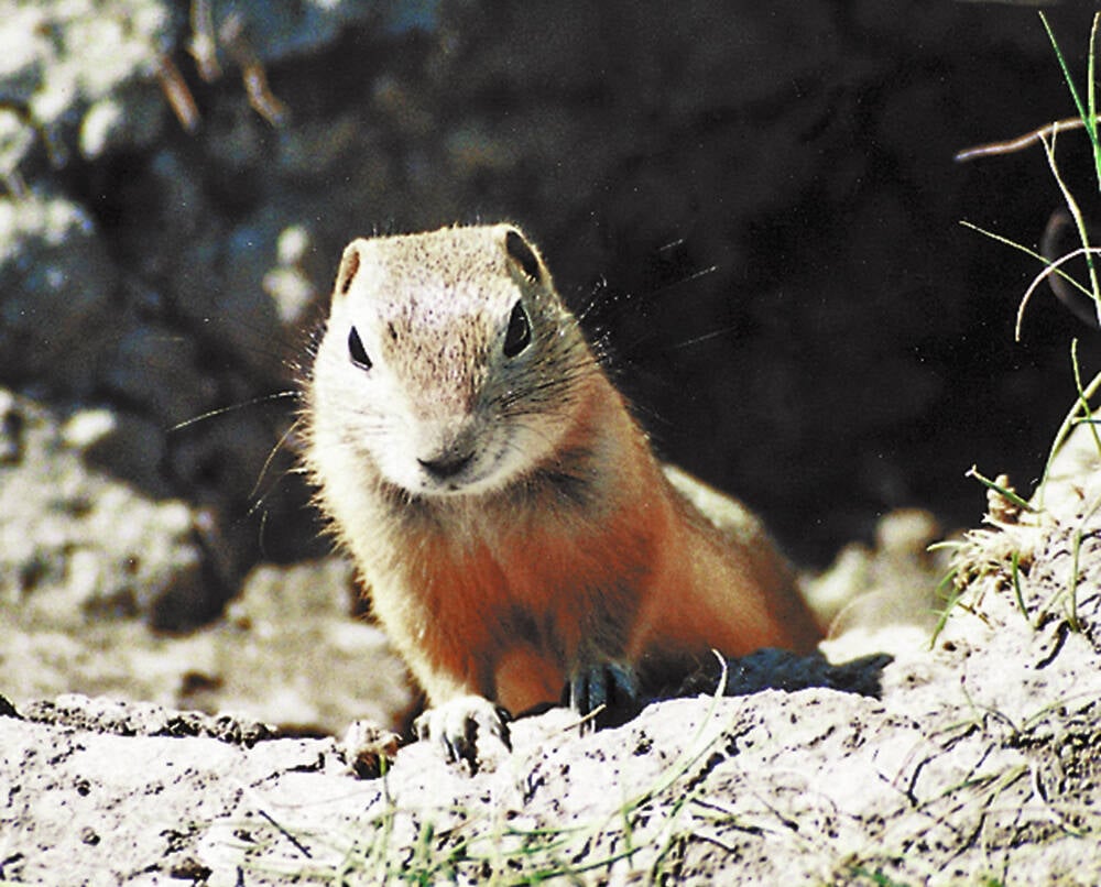 Gophers maintain a large and complex system of tunnels, so they can feed on the roots that grow in the tunnels. 