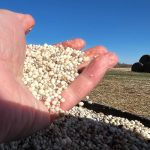 Close-up of a and holding phosphate fertilizer in a field.