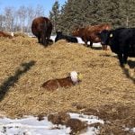 A young brown calf with a white face and a yellow "53" tag in its left ear looks at the camera as it lays in a pile of bedding with other cattle in the background in an outdoor pen.