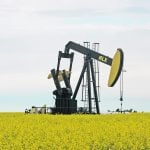 A pumpjack is working in the middle of a blooming canola field on n overcast day.