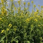 A low angle photo of a mustard crop in full bloom.