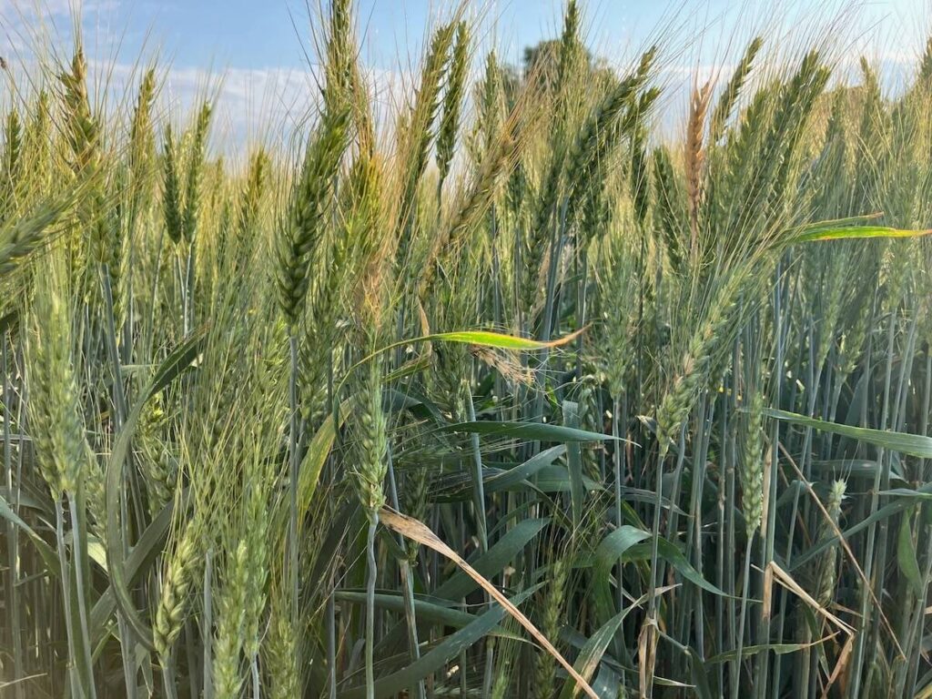 Winter wheat at a SeCan crop plot at Ag in Motion in 2024. Pic: Greg Berg