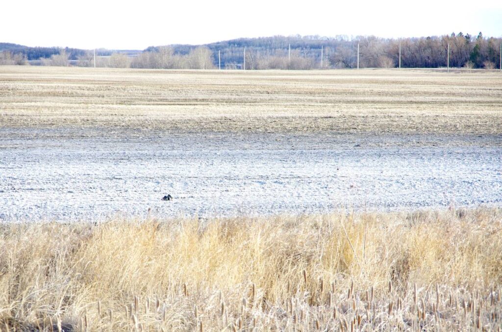 ‘We can’t spray our way out’: Controlling herbicide resistance