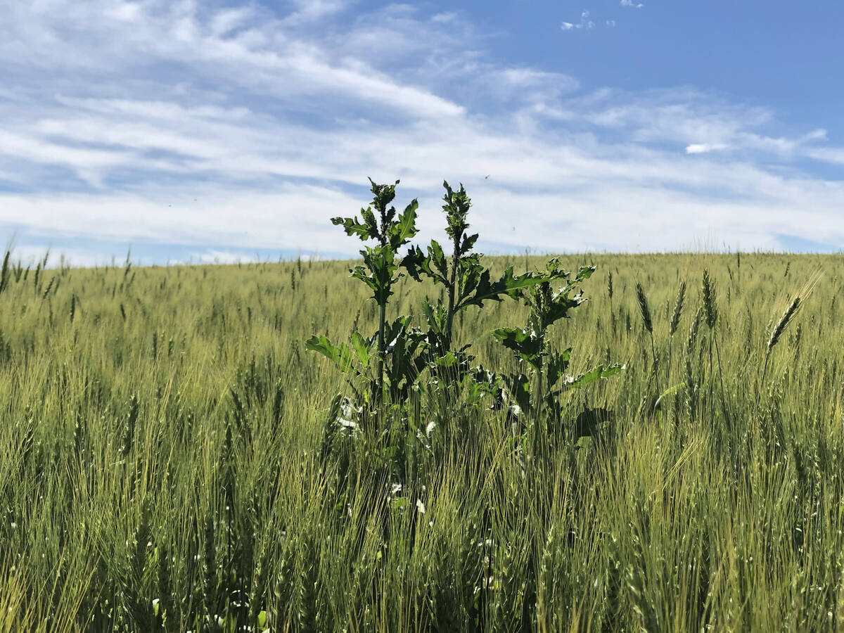 a thistle outstanding in its wheat field. Pic: Dave Bedard