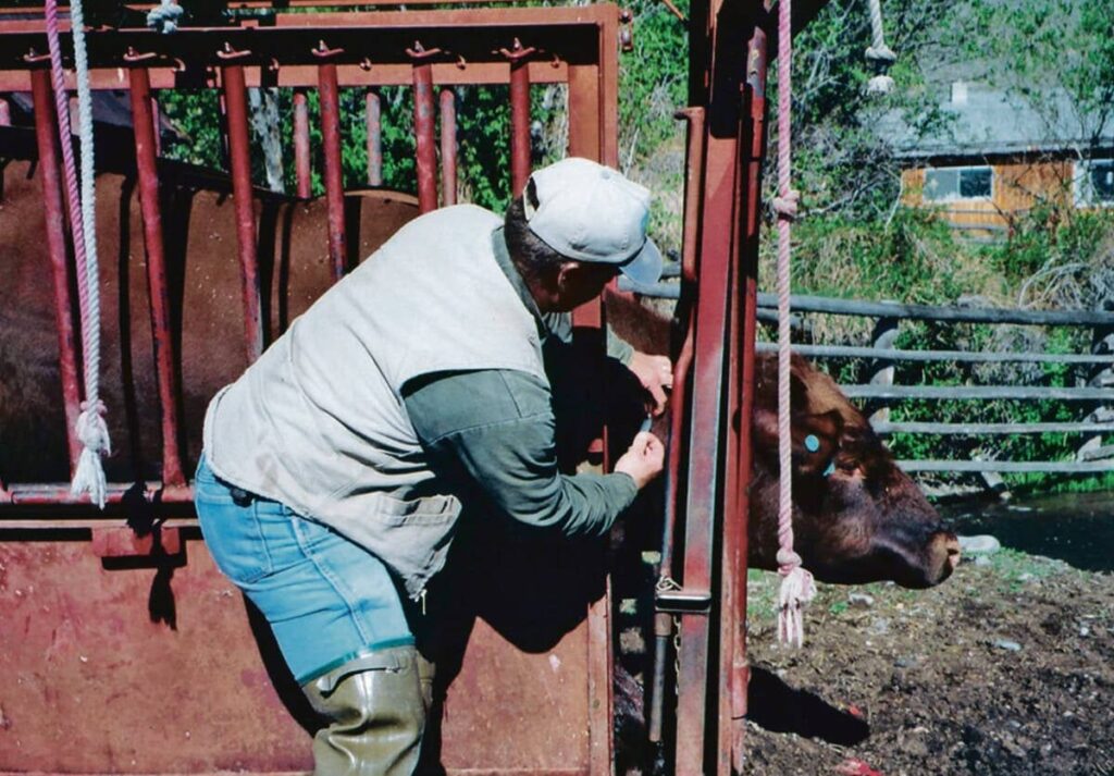 Human IVF drug can be used to improve cattle breeding