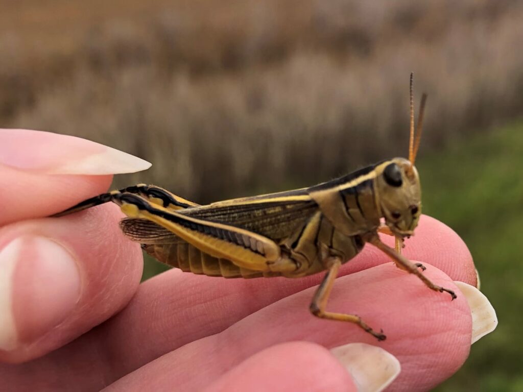 How to identify pest grasshoppers on the Prairies