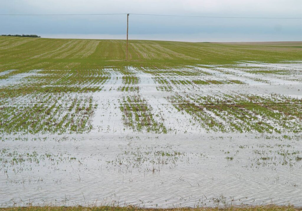 Thousands of Alberta acres unseeded due to recent storms, floods