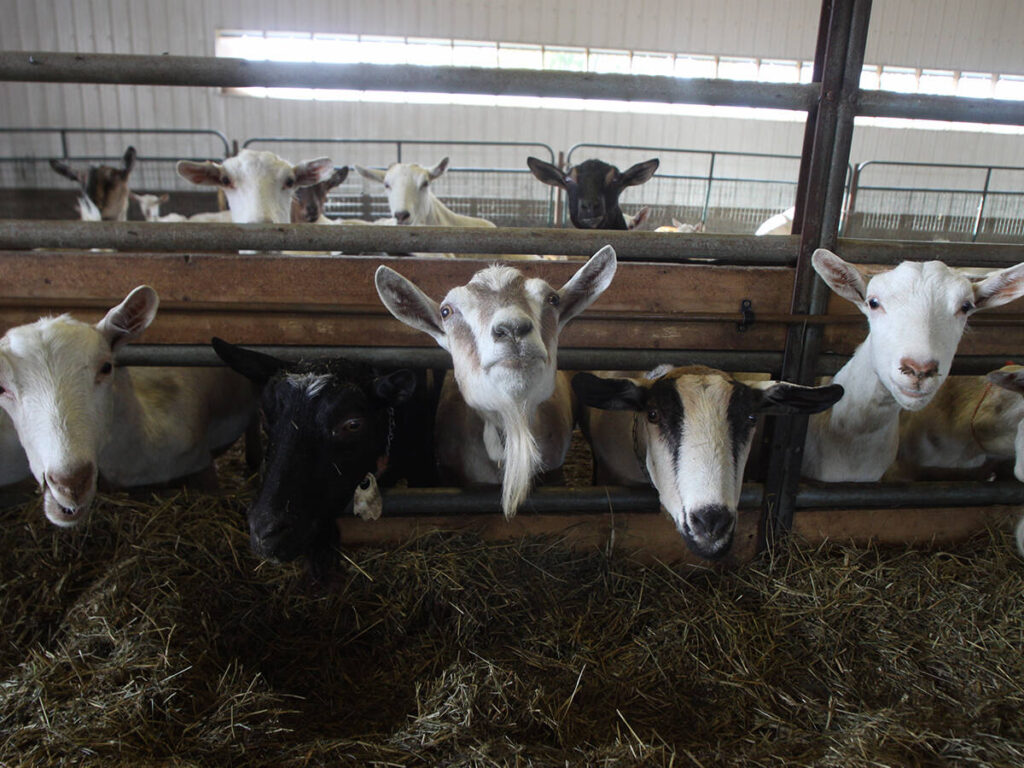 No new traceability requirements for cattle or bison, at least not yet