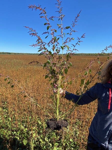 Waterhemp's foothold in Manitoba has grown, with hotbed municipalities in eastern Manitoba. PHOTO: KIM BROWN/MANITOBA AGRICULTURE